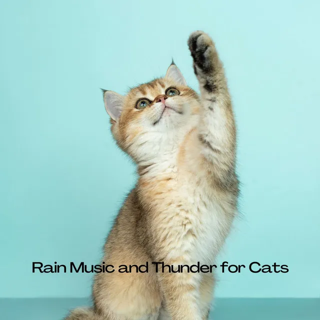 Best Rain Music to Make Cats Sleep