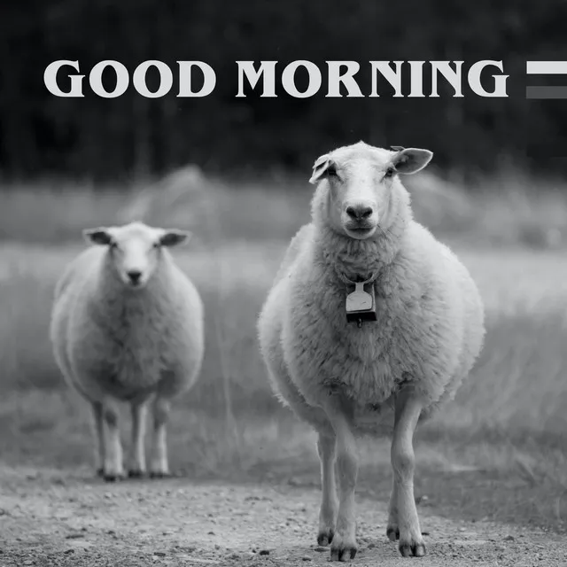 Good Morning Sheeps (Guten Morgen Schafweide)