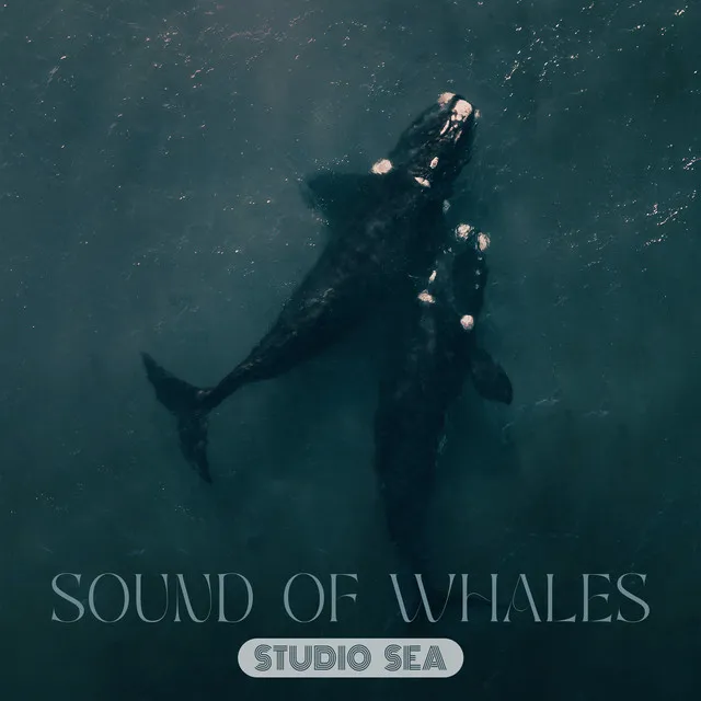 Sound Of Whales