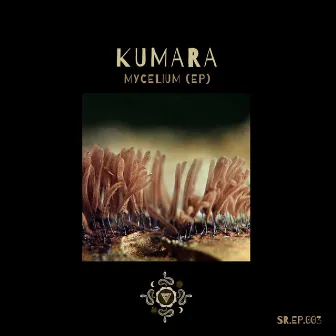 Mycelium by Kumara (PA)