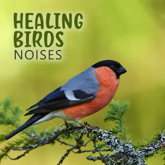 Healing Birds Noises: Good Morning, Boost Your Mood with Peaceful Music by Nature Senses Artist