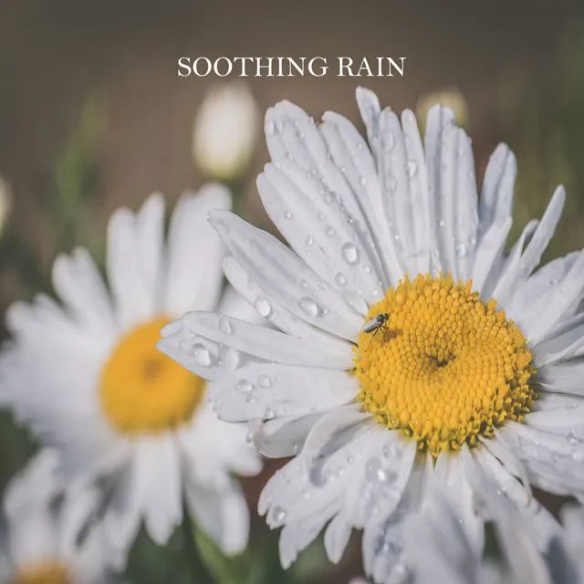 Ambient Sounds: Soothing Rain