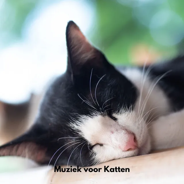 Kattenlounge Harmonieën