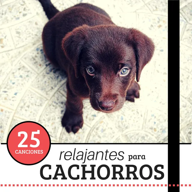 Cachorros Bebes Orchestra