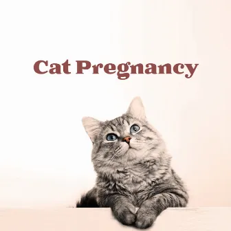 Cat Pregnancy by Kitty Lullabies Music Collection