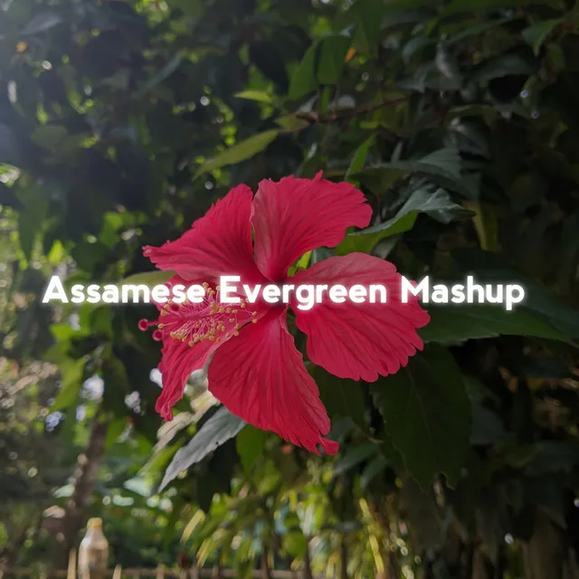 Assamese Evergreen - Mashup