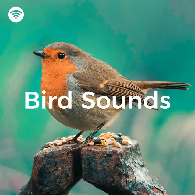 Bird Sounds (Relaxing Nature Noises)