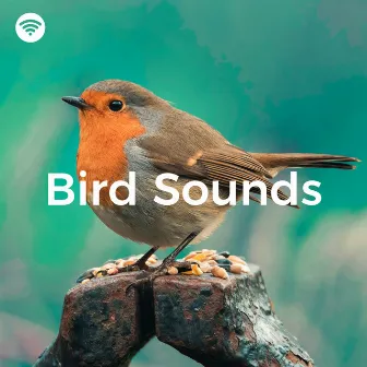 Bird Sounds (Relaxing Nature Noises) by Scandinavian Birds