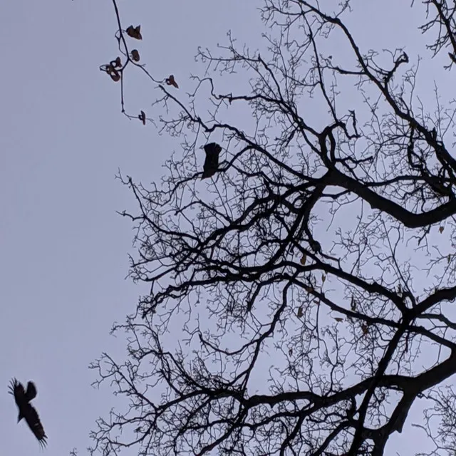 Long Black Veil