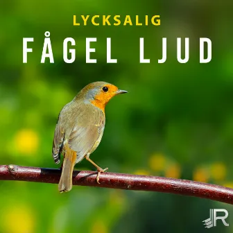 Lycksalig fågel ljud: Ekon av avkopplande natur musik (Meditation, Sömn, Yoga, Spa, Studera) by Naturliga Ljudterapi Masters