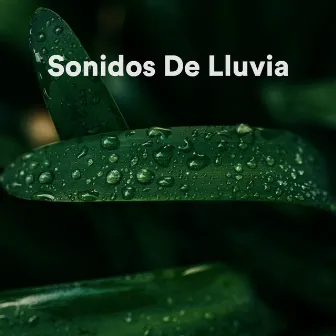 Sonidos de Lluvia by Sonidos Naturales