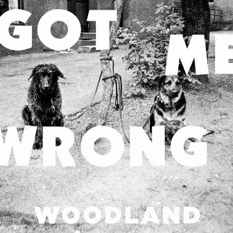 Got Me Wrong by Woodland