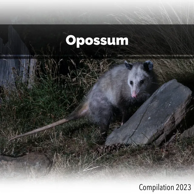 Opossum Compilation 2023