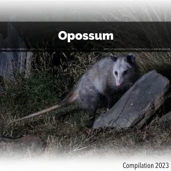 Opossum Compilation 2023 by Mauro Rawn