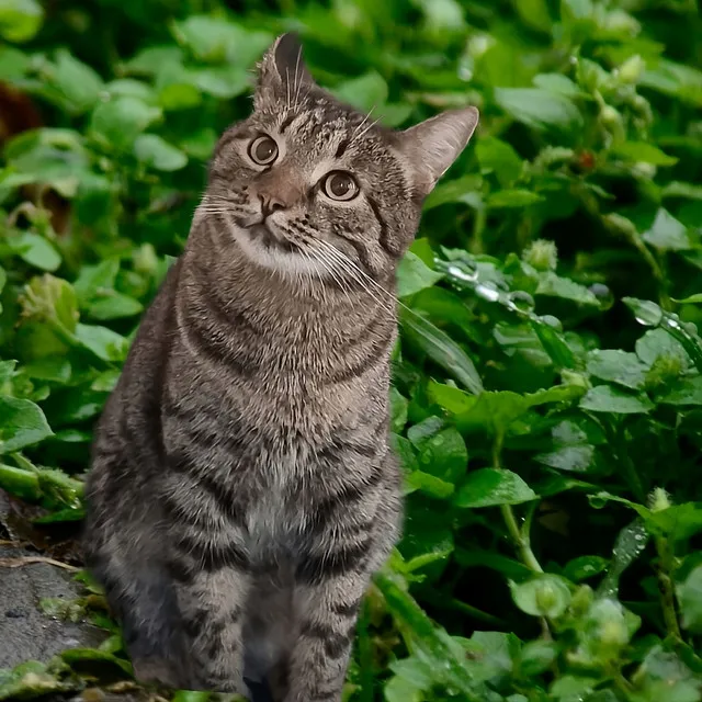 Cat and Kittens meowing