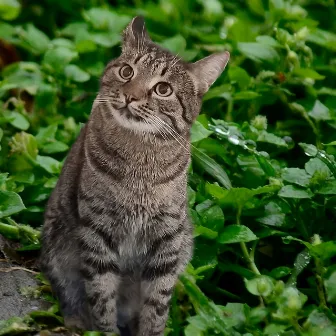 Cat and Kittens meowing by Cat meowing