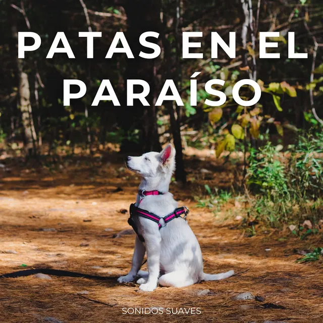 Oasis Tranquilo Para Las Patas De Tu Perro