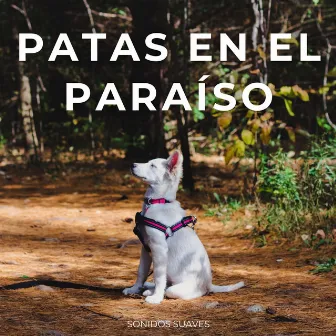 Patas En El Paraíso: Sonidos Suaves by Momentos tiernos