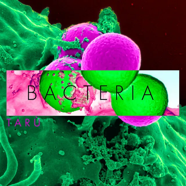 BACTERIA