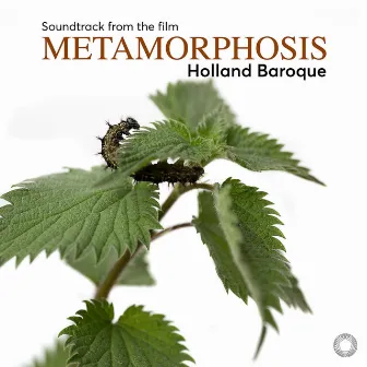 Metamorphosis by Judith Steenbrink