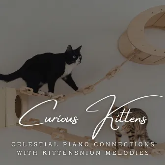 Piano Purrs: Gentle Melodies for Curious Kittens by Sleepy Piano Turtle