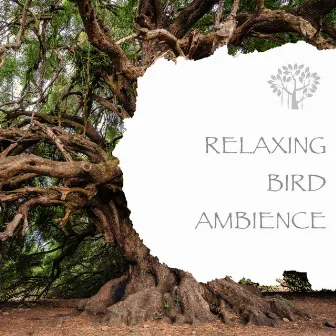 Relaxing Bird Ambience by Nature And Bird Sounds