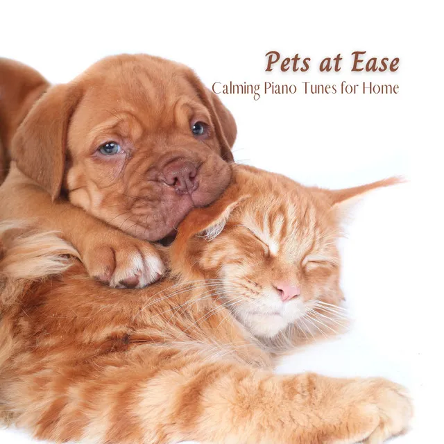 Pets at Ease: Calming Piano Tunes for Home