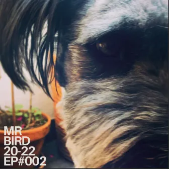 Bird Beats 20-22 #EP002 by Mr Bird