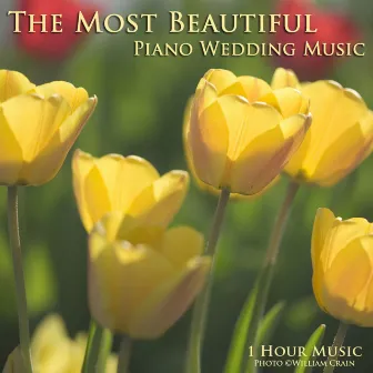 The Most Beautiful Piano Wedding Music by 1 Hour Music