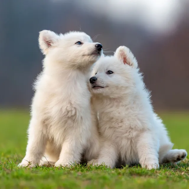 Serene Waves for Pet Cuddles