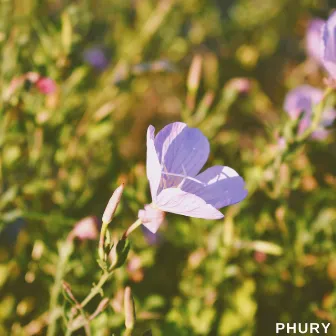 Pink Flower by Phury