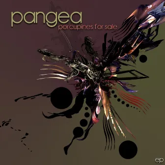 Porcupines for Sale by Pangea