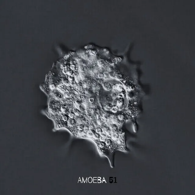 Amoeba 51