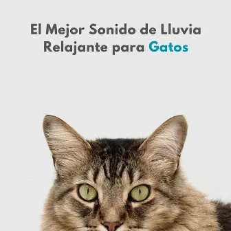 El Mejor Sonido De Lluvia Relajante Para Gatos by Ejemplo de biblioteca de lluvia