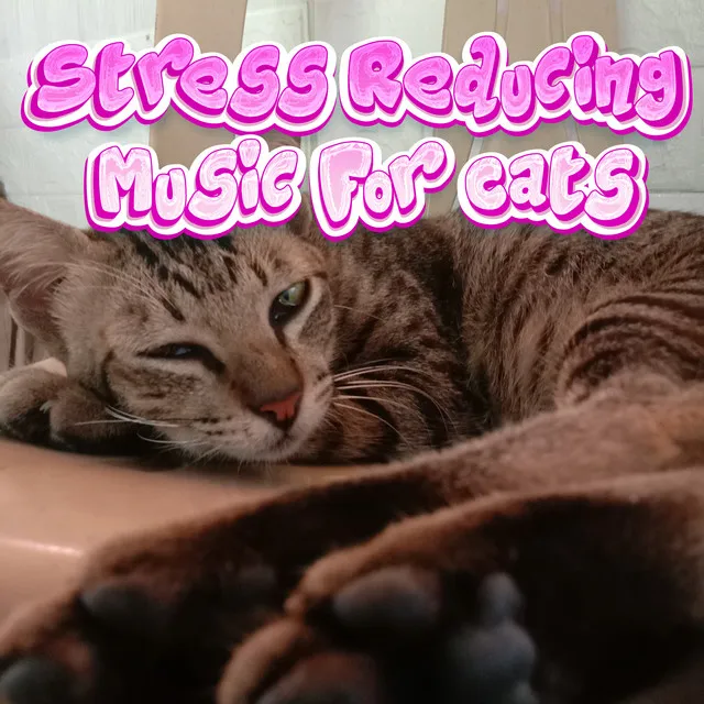 Background Music for Cats