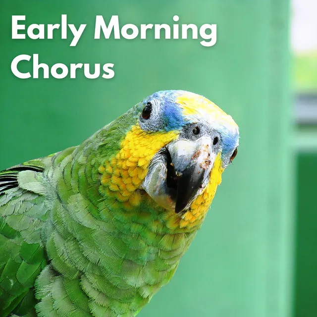 Early Morning Chorus