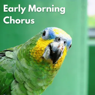 Early Morning Chorus by Birds Singing