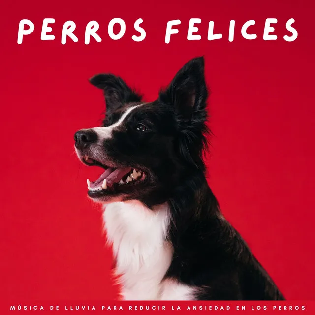 Perros Felices: Música De Lluvia Para Reducir La Ansiedad En Los Perros