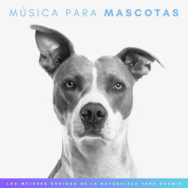 Música Para Mascotas: Los Mejores Sonidos De La Naturaleza Para Relajar Animales