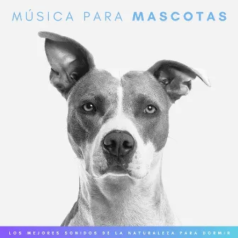 Música Para Mascotas: Los Mejores Sonidos De La Naturaleza Para Relajar Animales by Perros y gatos felices