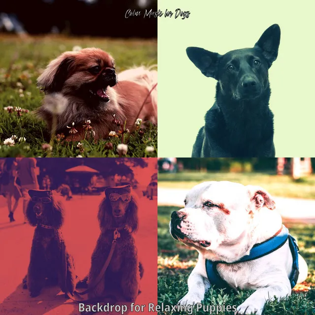 Entertaining Jazz Guitar Trio - Vibe for Calming Dogs