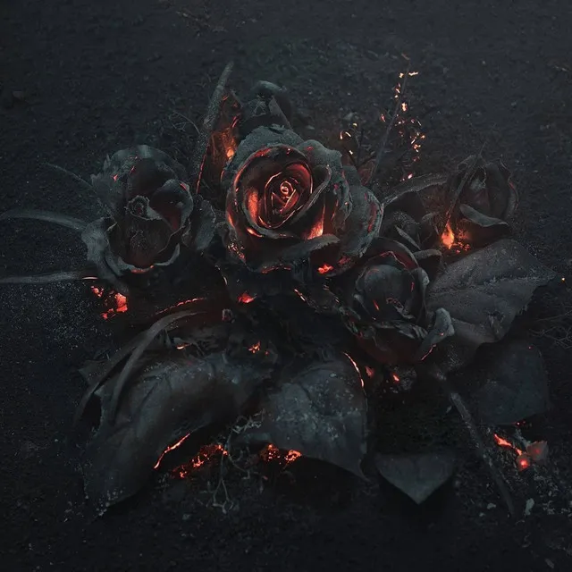 Dark Rose