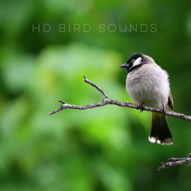 Birds In The Rain