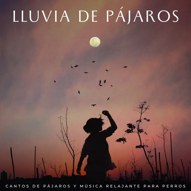 Dichosa Serenata De Truenos Lluviosos