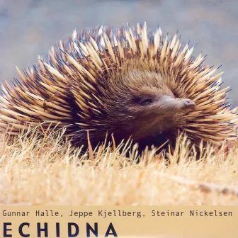 Echidna by Steinar Nickelsen