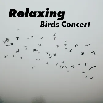 Relaxing Birds Concert – Collection of Stunning Animals Sounds with Gentle Piano by Calm Singing Birds Zone