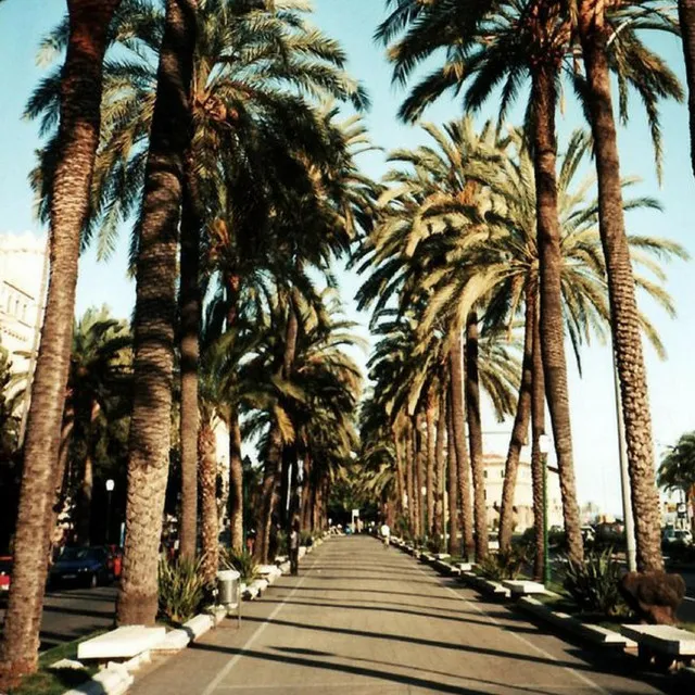 Palm Trees