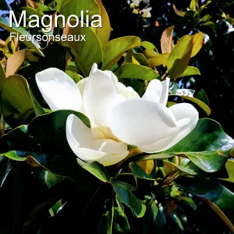 Magnolia by Fleursonseaux