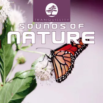 Ambient Sounds Of Nature by Levantis & Friends