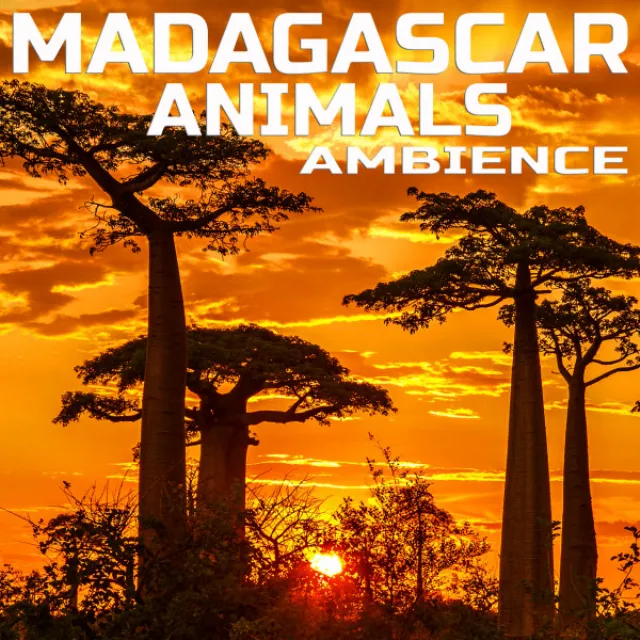 Madagascar Nature Sounds - Nature Sounded Remix